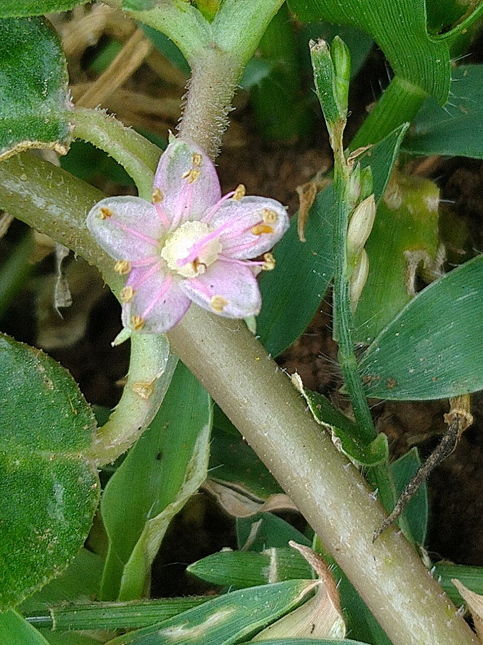 Zaleya decandra (Many stamen horse purslane) — photo