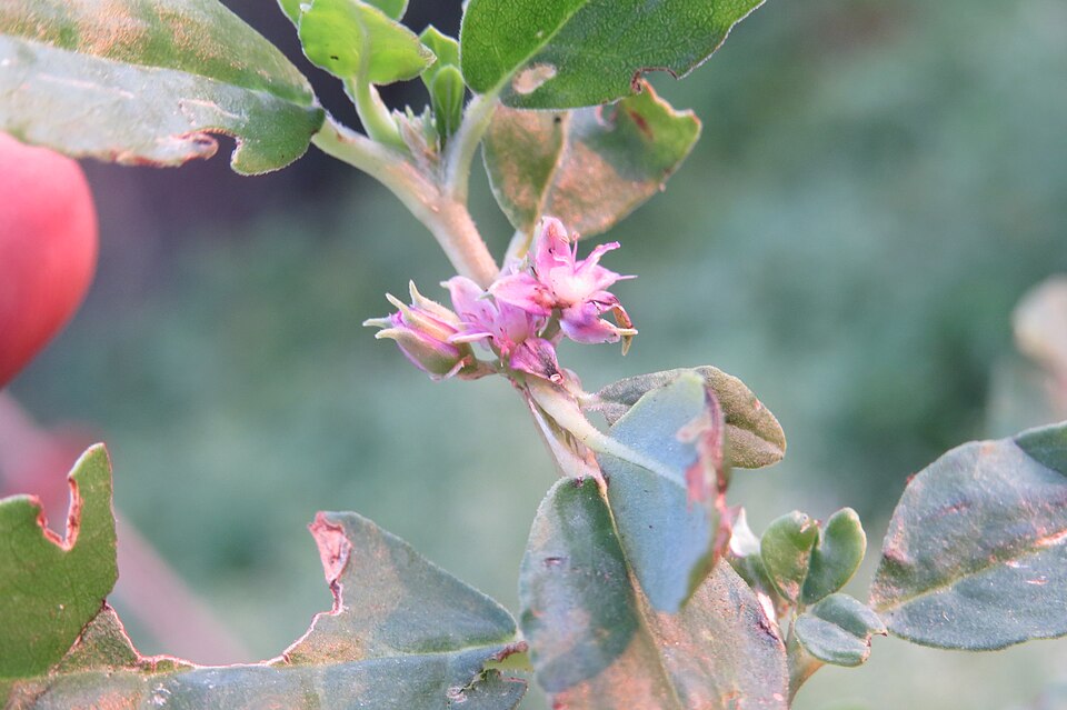 Zaleya decandra