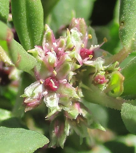 Zaleya pentandra (African purslane) — photo