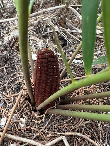 Zamia angustifolia — photo