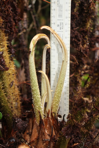 Zamia chigua (Chigua) — photo