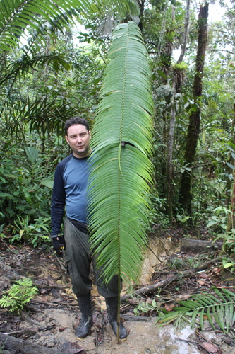 Zamia chigua (Chigua) — photo