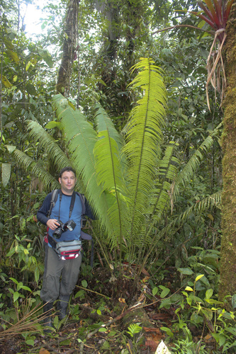 Zamia chigua