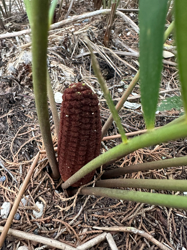 Zamia floridana (Seminole Bread) — photo