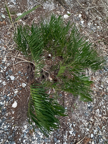 Zamia floridana (Seminole Bread) — photo