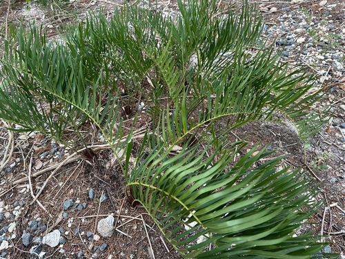 Zamia floridana
