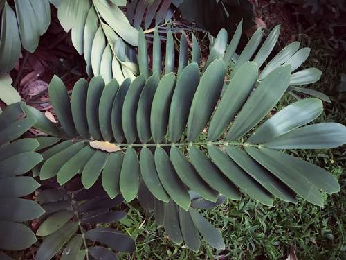 Zamia furfuracea (Sago cycad) — photo