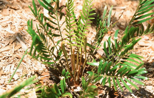 Zamia integrifolia (Florida arrowroot) — photo