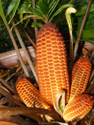 Zamia integrifolia (Florida arrowroot) — photo