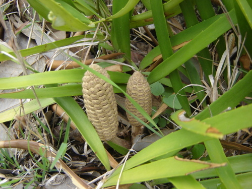 Zamia loddigesii (Bulletproof cycad) — photo