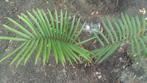 Zamia loddigesii (Bulletproof cycad) — photo