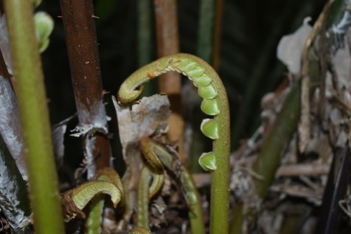 Zamia poeppigiana — photo