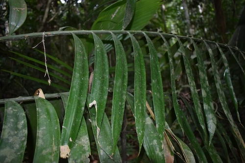 Zamia poeppigiana — photo