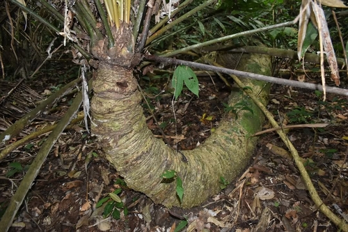 Zamia poeppigiana