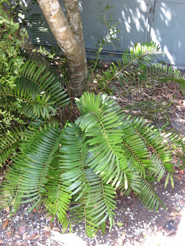 Zamia pumila (Seminole bread) — photo
