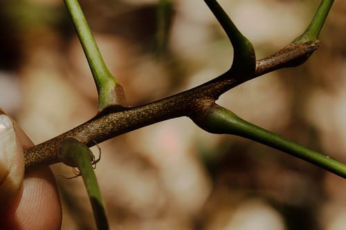 Zanha golungensis (Smooth-fruited zanha) — photo