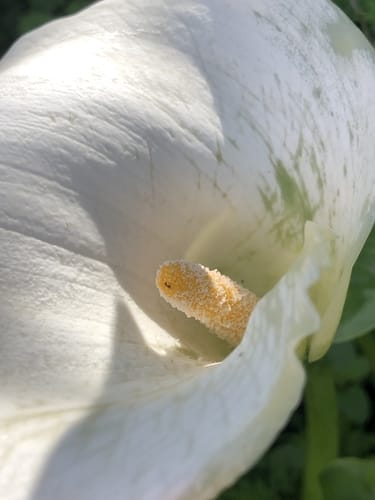 Zantedeschia aethiopica (White Arum Lily) — photo