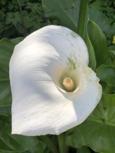 Zantedeschia aethiopica (White Arum Lily) — photo