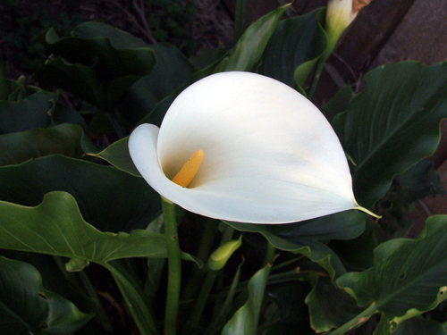 Zantedeschia aethiopica