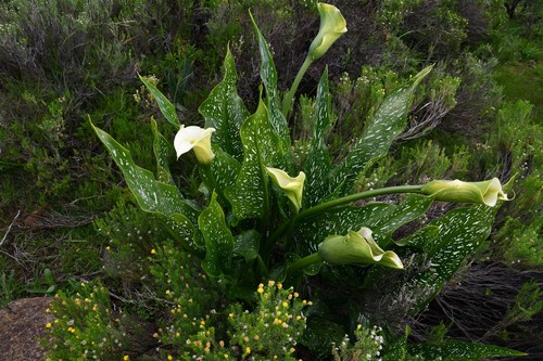 Zantedeschia albomaculata (Arrow-leaved arum lily) — photo