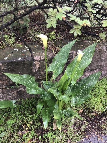 Zantedeschia albomaculata (Arrow-leaved arum lily) — photo