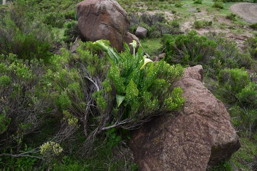 Zantedeschia albomaculata