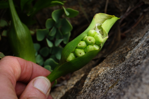 Zantedeschia rehmannii (Pink arum lily) — photo