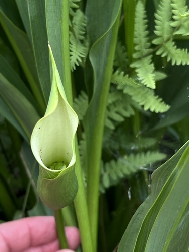 Zantedeschia rehmannii (Pink arum lily) — photo