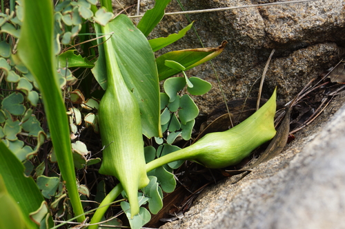 Zantedeschia rehmannii