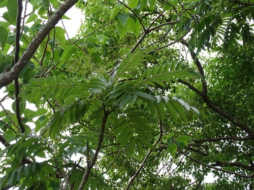 Zanthoxylum ailanthoides (Vietnam pepper) — photo