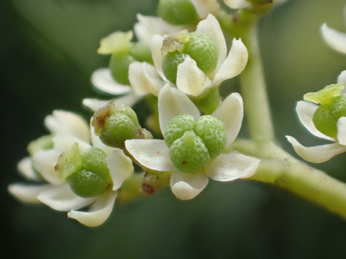 Zanthoxylum ailanthoides
