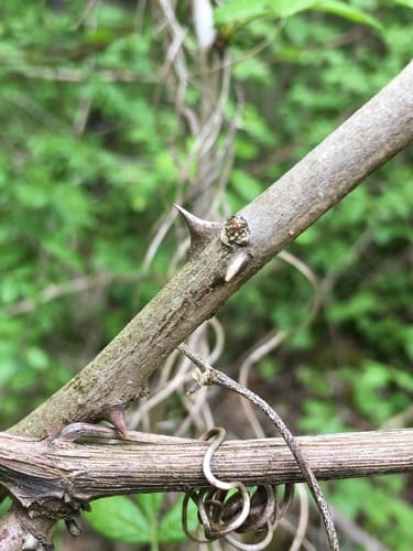 Zanthoxylum americanum (Common pricklyash) — photo
