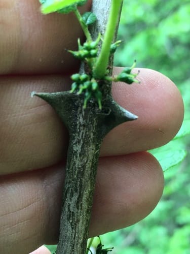 Zanthoxylum americanum (Common pricklyash) — photo