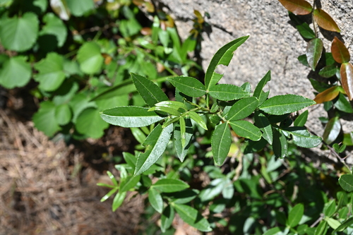 Zanthoxylum armatum (Nepal pepper) — photo