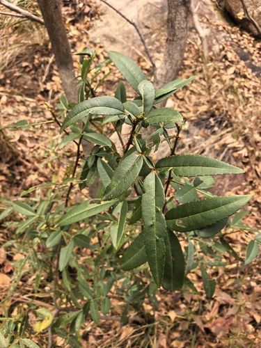 Zanthoxylum armatum