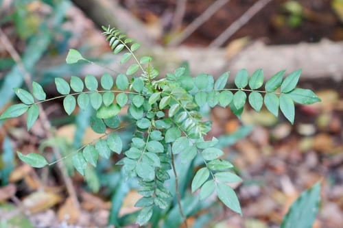 Zanthoxylum avicennae (Chinese prickly ash) — photo