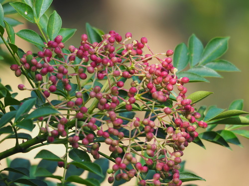 Zanthoxylum avicennae