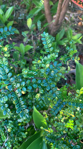 Zanthoxylum beecheyanum (Okinawan sansho) — photo