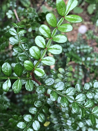 Zanthoxylum beecheyanum (Okinawan sansho) — photo