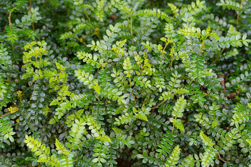 Zanthoxylum beecheyanum