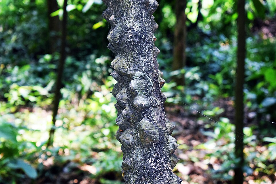 Zanthoxylum budrunga — photo
