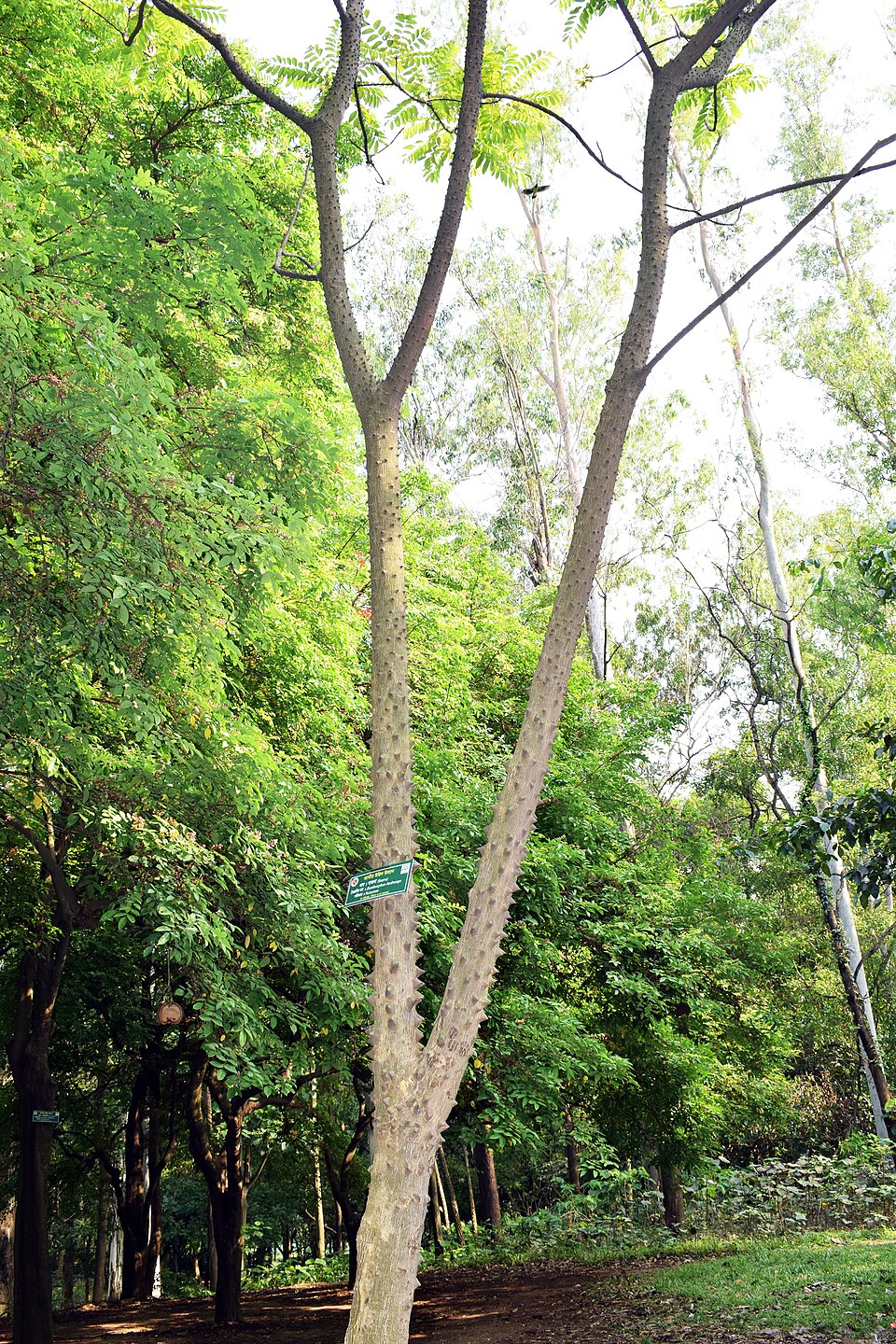 Zanthoxylum budrunga