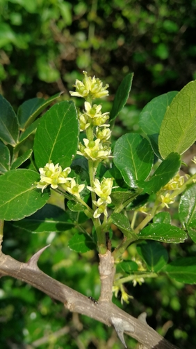 Zanthoxylum capense (Small knobwood) — photo
