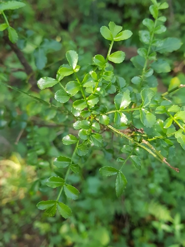 Zanthoxylum capense (Small knobwood) — photo