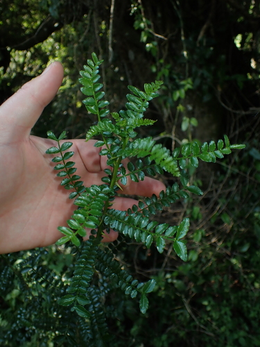 Zanthoxylum capense