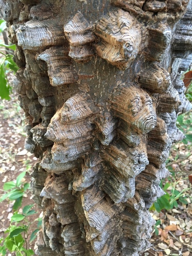 Zanthoxylum chalybeum (Gadda) — photo