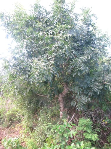 Zanthoxylum chalybeum (Gadda) — photo