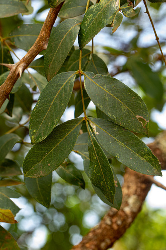 Zanthoxylum chalybeum