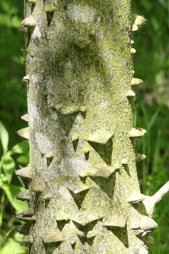 Zanthoxylum clava-herculis (Hercules club) — photo