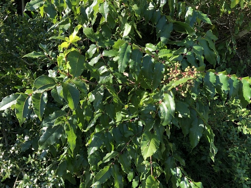 Zanthoxylum clava-herculis (Hercules club) — photo